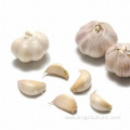 Garlic Planting Price For Sale